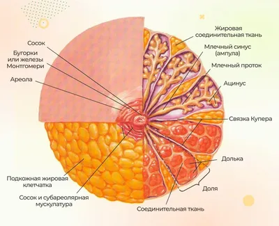 7 причин болезненных сосков» — Яндекс Кью