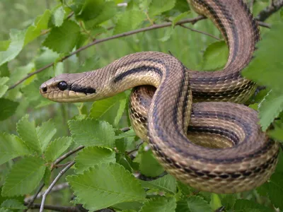 Четырёхполосый лазающий полоз (Elaphe quatuorlineata) — exomania.com.ua