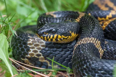 Маисовый полоз - Pantherophis guttatus