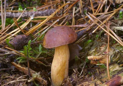 Imleria badia (Xerocomus badius), Польский гриб