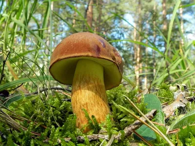 Гриб Польский Boletus badius - купить мицелий грибов в интернет-магазине