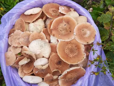 Польский гриб (Boletus badius). Фото на сайте \"Грибы: информация и  фотографии\"