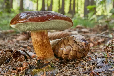 Польский гриб - Xerocomus badius - Грибы Уломы Железной