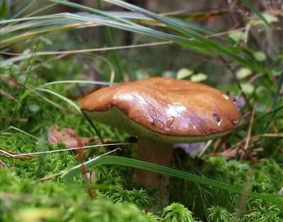 Польский гриб (Imleria badia) фотографии, видео и истории