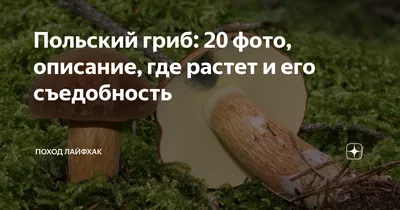 Сбор грибов в октябре 2023 — как найти и приготовить польский гриб |  Новини.live