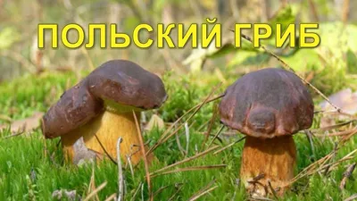 Фото Польский гриб и шишка на фотохостинге Fotoload