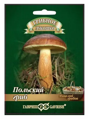 Польский гриб - Xerocomus badius - Грибы Уломы Железной