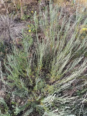 Полынь горькая (Artemisia absinthium). Цветущий куст Stock Photo | Adobe  Stock