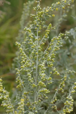 Полынь горькая, полезные свойства и вред – Agro-Market