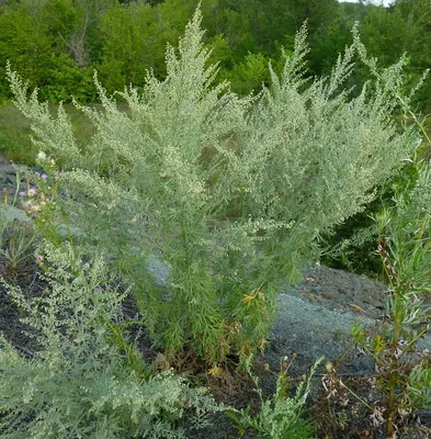 Artemisia vulgaris 'Janlim', Полынь обыкновенная 'Янлим'|landshaft.info