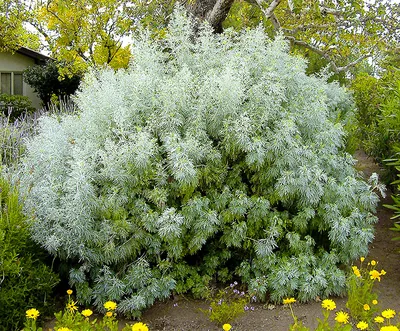 Полынь обыкновенная \"Variegata\" купить в питомнике растений с доставкой по  Мурманску и Мурманской области, рассада, выращивание, посадка и уход