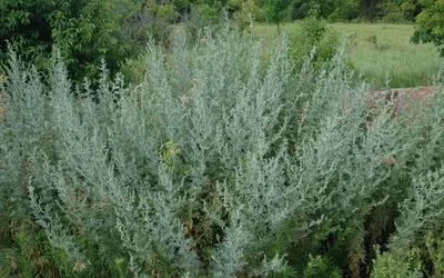 Полынь лимонная (Artemisia balchanorum), трава, Крым (5 мл) - 100%  натуральное эфирное масло