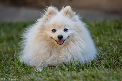 Померанский шпиц (Pomeranian) (Породы собак) собака шпиц, карликовый шпиц,  типы померанских шпицев, щенки шпица, купить шпица, шпиц цена, померанский  шпиц фото, щенки померанского шпица Энциклопедия о животных EGIDA.BY