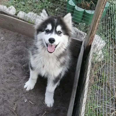 Питомник помски/pomsky (@pomsky_endless_love) • Instagram photos and videos