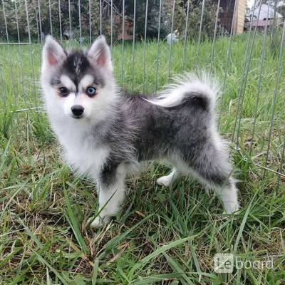 Этим малышам Помски уже 2 месяца, а мы еще не придумали им имена 🙈  Мальчика на последнем фото новые владельцы назвали Ричард, а вот… |  Instagram