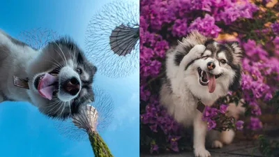 Pomsky.ru Помски. ру | Facebook