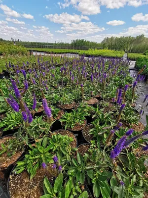 Вероника Порфирия ✓ купить саженцы в питомнике в Москве, Туле, Белгороде