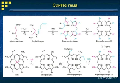 Порфирия — группа наследственных болезней — Порфирия