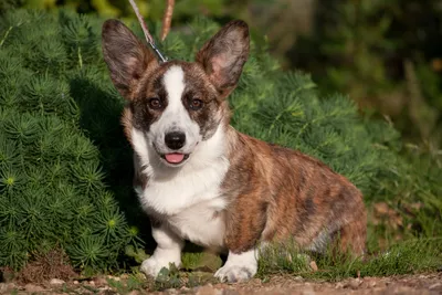 Вельш корги: пемброк и кардиган | Corgi, Corgi pembroke, Pembroke welsh  corgi