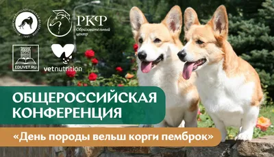 Собака вельш-корги пемброк: 🐕 фото, описание и характер породы