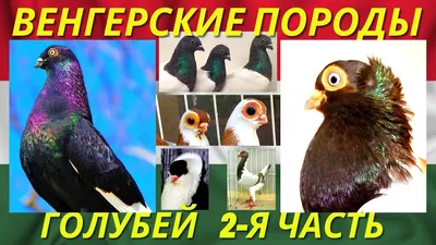 Алтайские голуби