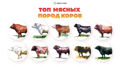 Породы коров фото с названиями