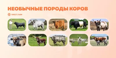 ТОП-10 самых необычных пород коров