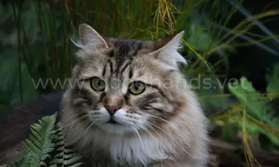 Несколько пород домашних кошек, которые готовы к зимним прогулкам | Пикабу