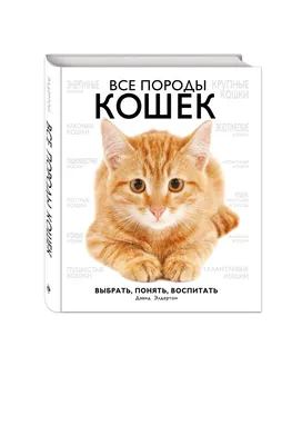 Смешные фото кошек. Коты и кошки рассмешат каждого! 😹Интересная и  занимательная информация про кошек 🐈 | Все про кошек | Дзен