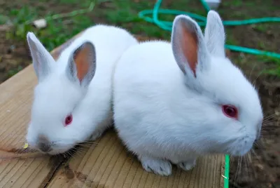 Породы кроликов фото с названиями