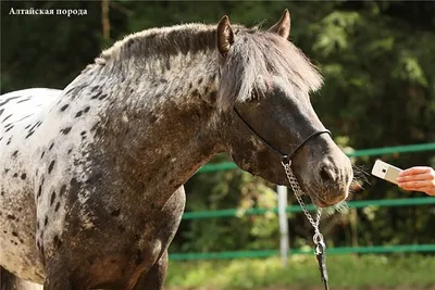 ИСТОРИЯ ПОРОДЫ. KWPN ИЛИ ГОЛЛАНДСКАЯ ТЕПЛОКРОВНАЯ | ESU Horses