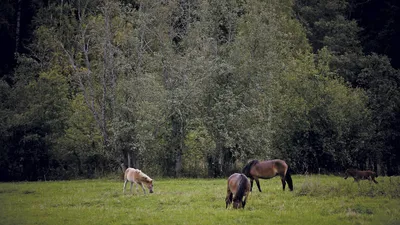 Породы лошадей. Узнайте все о породах лошадей, Максим Кузнецов – скачать  книгу fb2, epub, pdf на ЛитРес