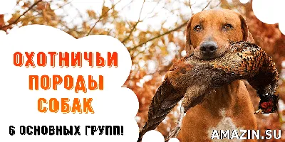 Охотничьи породы собак фото, названия | Вибор собаки для охоты