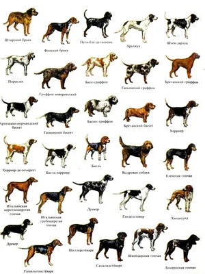 О породах собак №144. Оттерхаунд (выдровая гончая) | Пикабу