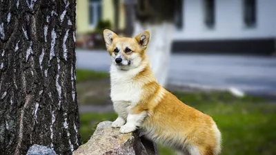 Плакат обучающий А1 ламинир. Породы собак на английском языке, с переводом  и транскрипцией 610x914 мм - купить с доставкой по выгодным ценам в  интернет-магазине OZON (339062151)