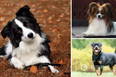 Названы 5 самых дружелюбных пород собак. Не пожалеете, если заведете | РБК  Life