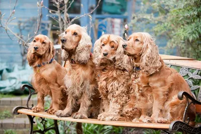 Самые маленькие породы собак: топ 15 | Royal Canin UA