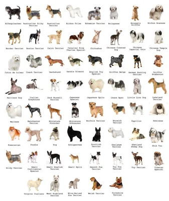 Породы собак с фото и названием