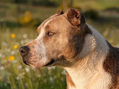 Новые породы собак с названиями, фотографиями и описанием – ТОП-20
