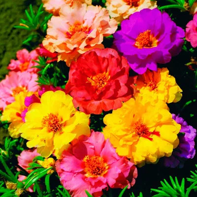 Портулак крупноцветковый купить в питомнике растений с доставкой по Ижевску  и Удмуртии, рассада, выращивание, посадка и уход