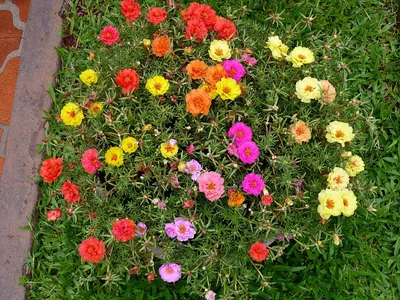 Портулак (Portulaca) ампельный в кашпо — Рассада цветов и овощей.