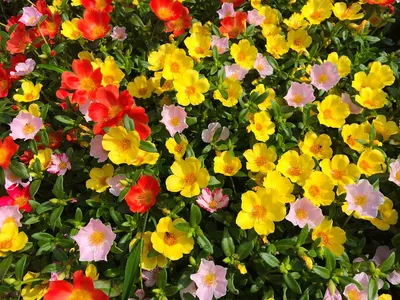 Портулак: фото цветов и их выращивание | Цветочная поляна - Все про цветы |  Дзен