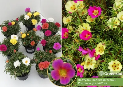 Портулак махровый (portulaca grandiflora morning sun mix) рассада в горшке  8см (ID#1386123240), цена: 49.70 ₴, купить на Prom.ua