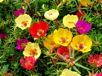 Портулак – Portulaca. Виды. Условия выращивания.