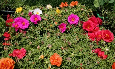 Картинка розовые Цветы Портулак вблизи