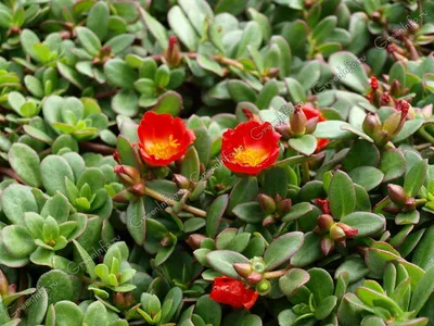 Портулак огородный. - Portulaca oleracea L. - сорняк: распространение,  хозяйственное значение, методы борьбы