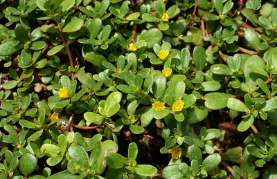 Портулак огородный (Portulaca Oleracea)