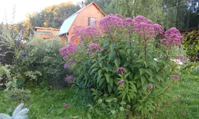 Посконник: посадка и уход в открытом грунте. Виды и сорта посконника, фото