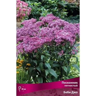 Коллекции растений ЦСБС СО РАН - Eupatorium chinense L. – Евпатория ( Посконник) китайский