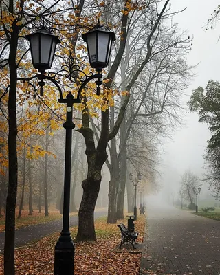 Поздняя осень. Фотограф Сергей Шабуневич